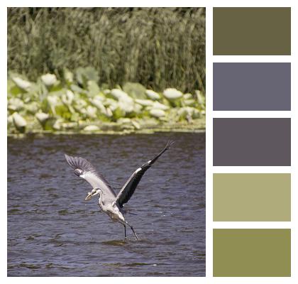 Bird Grey Heron Lake Image
